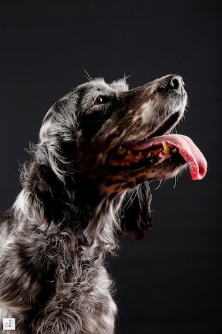 Chiens